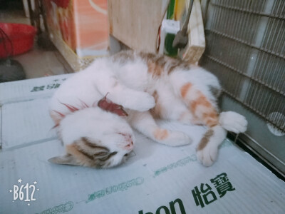 一只三花猫吖♡