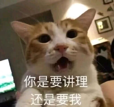 猫咪/我可以抱你吗我的宝贝