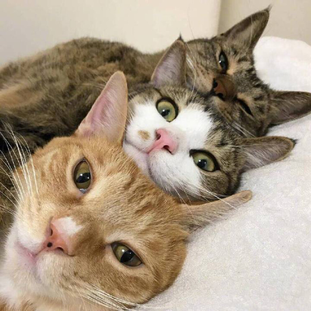 三人用的猫的头像图片