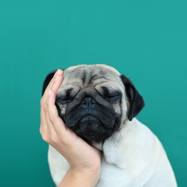 萌狗头像，闺蜜头像，多人头像，三人头像，斗牛犬