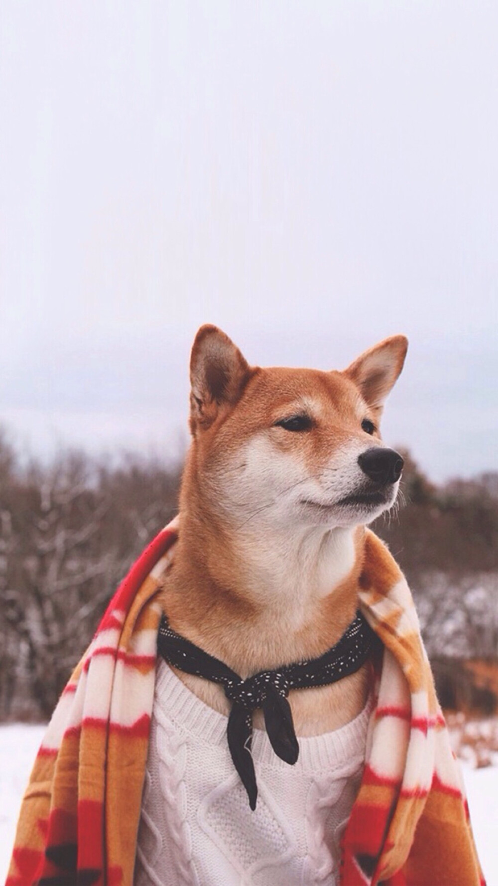 萌狗头像，闺蜜头像，多人头像，三人头像，情侣头像，柴犬