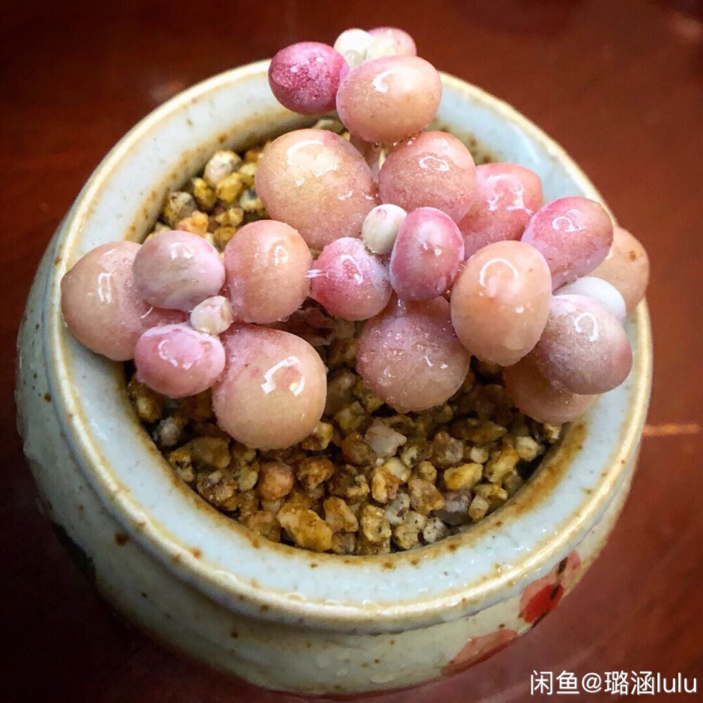 萌萌哒ʕ•̫͡•ʕ*̫͡*ʕ•͓͡•任性的美ʚ❤ɞ多肉植物