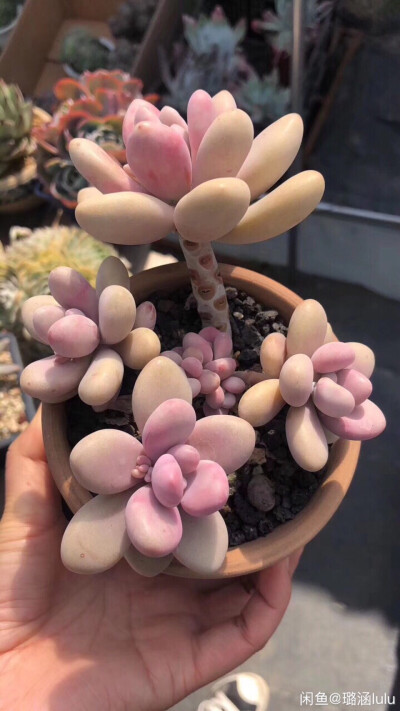 萌萌哒ʕ•̫͡•ʕ*̫͡*ʕ•͓͡•任性的美ʚ❤ɞ多肉植物