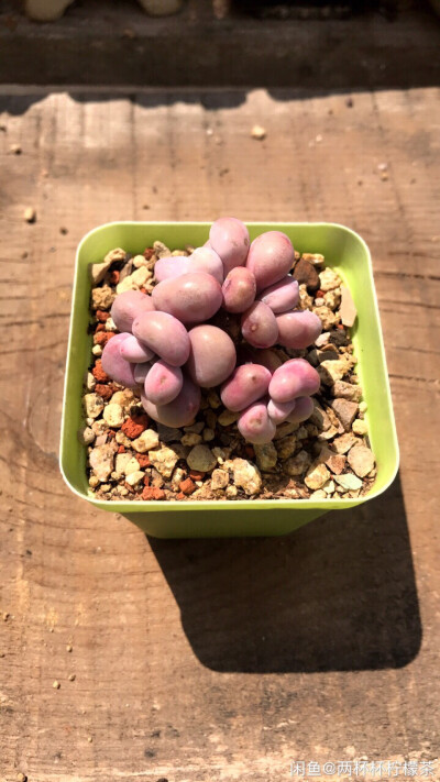 萌萌哒ʕ•̫͡•ʕ*̫͡*ʕ•͓͡•任性的美ʚ❤ɞ多肉植物