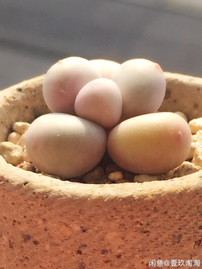 萌萌哒ʕ•̫͡•ʕ*̫͡*ʕ•͓͡•任性的美ʚ❤ɞ多肉植物