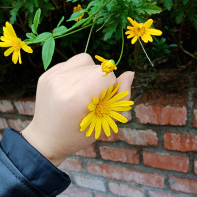 花开花落