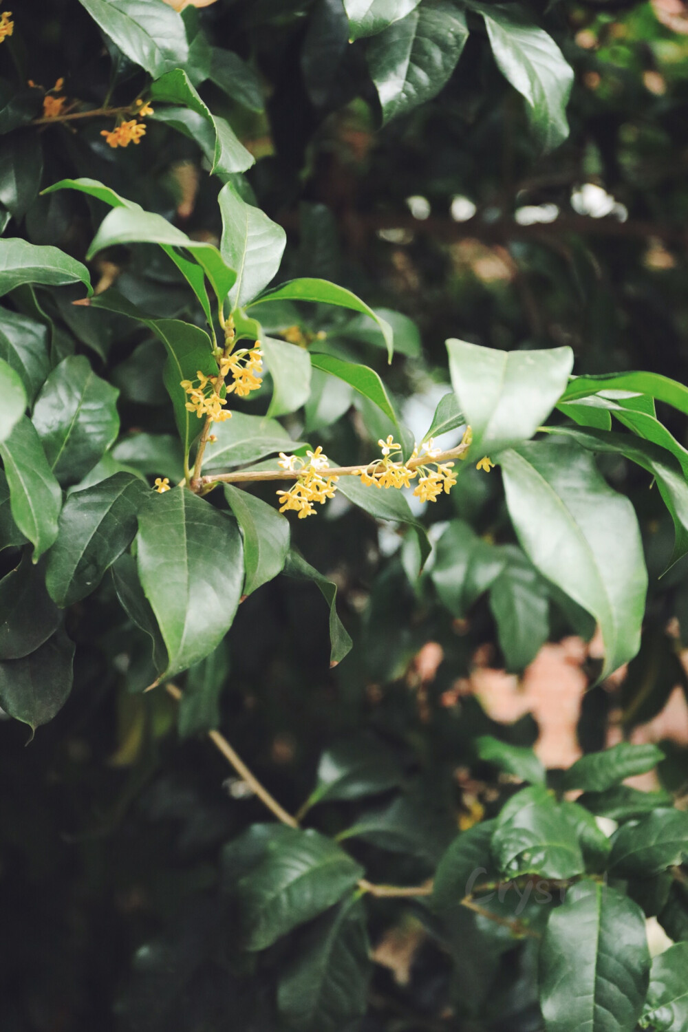 品着桂花糕，
喝着桂花茶，
忽然，诗兴大发,
无奈，么啥货色，
只想到：
桂子月中落， 天香云外飘。
作业中的小子见状，呼出：
-人闲桂花落，夜静春山空。
-安知南山桂，绿叶垂芳根。
-山寺月中寻桂子，郡亭枕上看潮头。
……
好好好，你赢了～