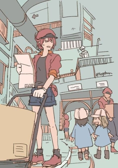 工作细胞-红细胞 血小板