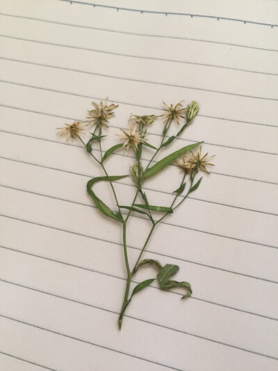 试着做押花，我没有买什么工具，是直接铺了几层餐巾纸夹书里再用重物压，成果还不错呀。大花不好弄，颜色会褪叶片也很薄，小花效果比较好