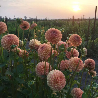 冷淡风 花朵背景图