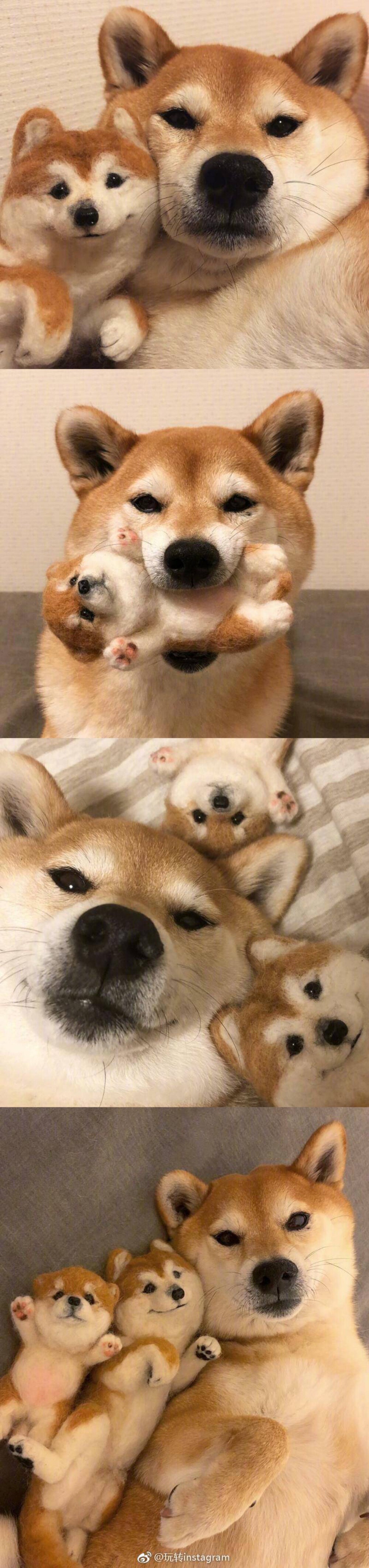 柴犬