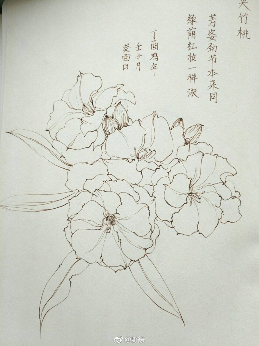 花·线稿