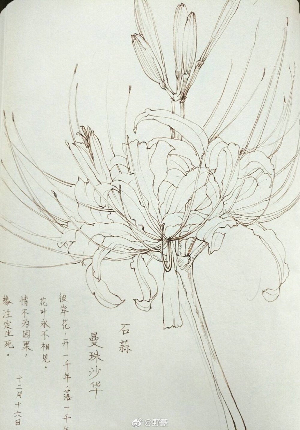 花·线稿