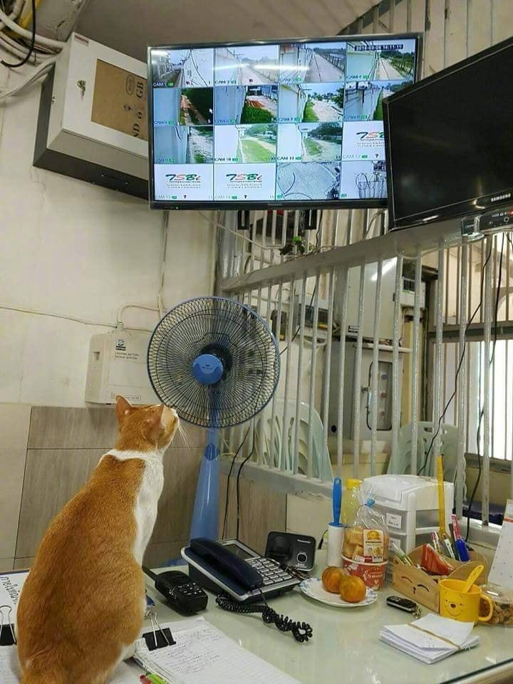 世界已经改变了，猫竟然会看监控抓老鼠....by/FB/??????? ??????????? ????