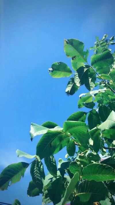 壁纸 风景 植物 夜景 意境