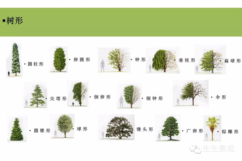 树木树形 - 高清图片，堆糖，美图壁纸兴趣社区