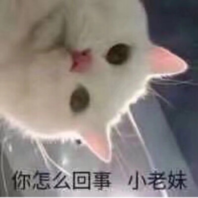 猫咪表情包