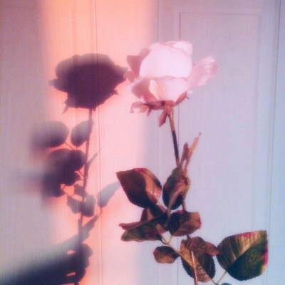 背景图（温柔粉色系）
最近睡得很坏
最好你搬过来