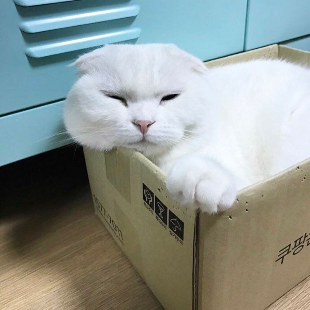 Daisy妤故の猫 小奶猫 可爱 猫星人