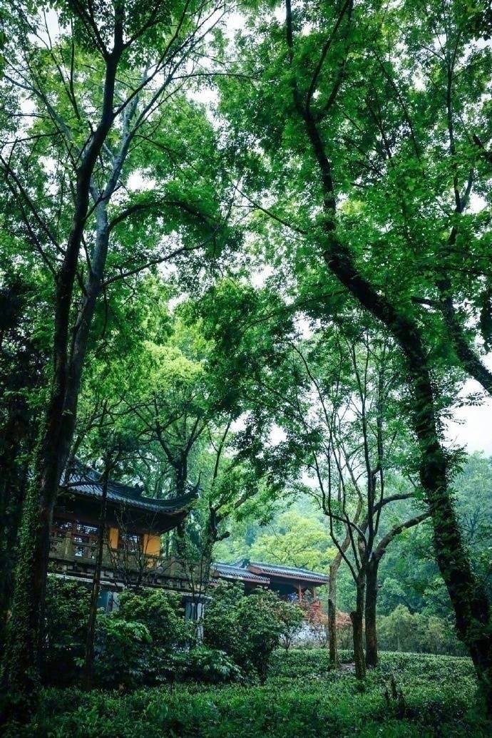 清晨入古寺，初日照高林——杭州灵隐寺 ​
cr:@我在旅行的路上