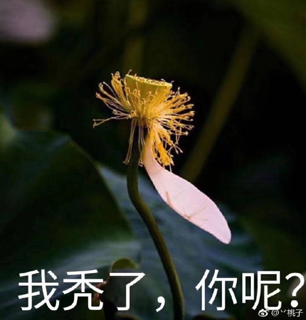 我自闭了