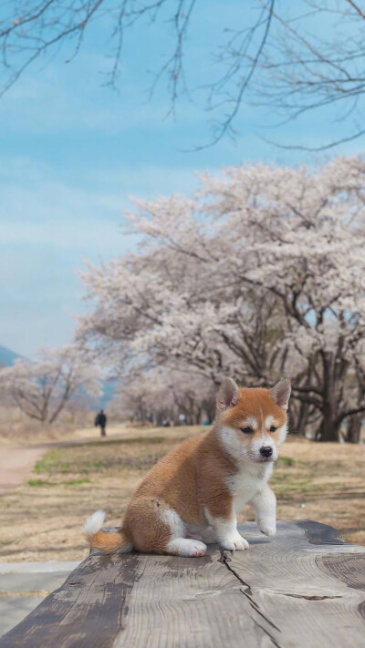 柴犬
