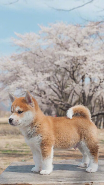 柴犬
