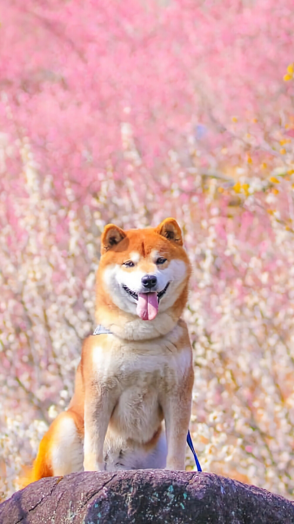 柴犬