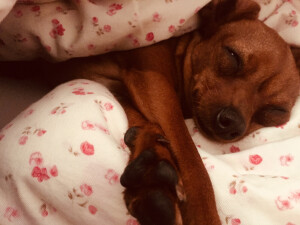 每天赖我被窝里不走(ｰ̀дｰ́)