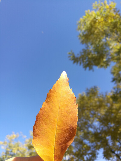 霜降随风叶，暮色待归人。