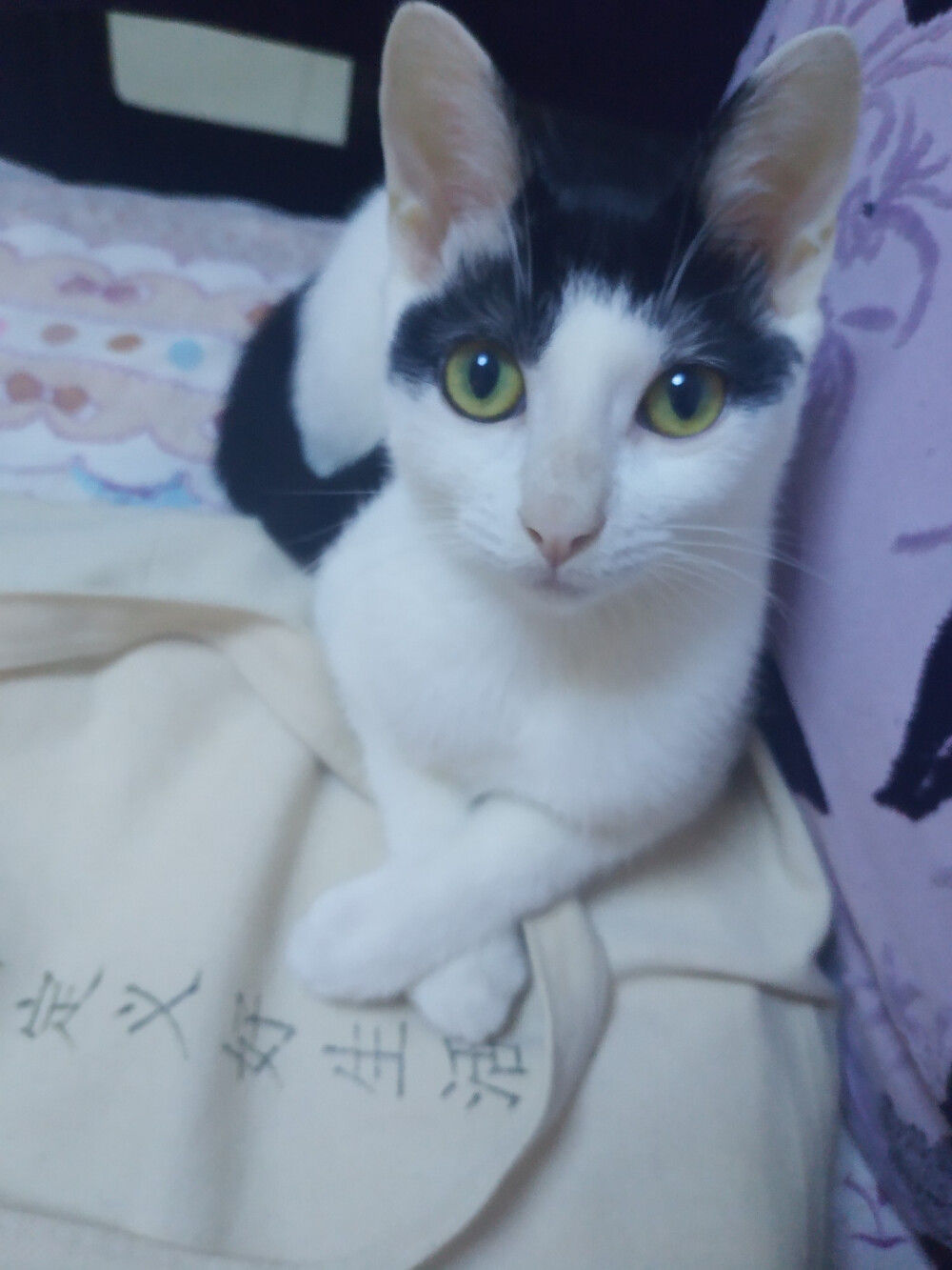 一只贵妇喵#奶牛猫#饼干