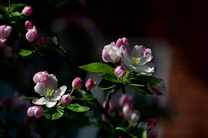 江上绿杨芳草。想见故园春好。一树海棠花，昨夜梦魂飞绕。惊晓。惊晓。窗外一声啼鸟。 ​