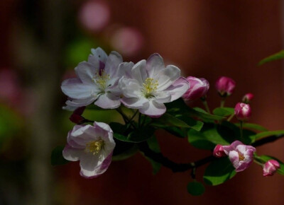 江上绿杨芳草。想见故园春好。一树海棠花，昨夜梦魂飞绕。惊晓。惊晓。窗外一声啼鸟。 ​