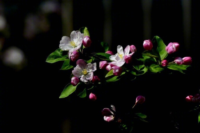 江上绿杨芳草。想见故园春好。一树海棠花，昨夜梦魂飞绕。惊晓。惊晓。窗外一声啼鸟。 ​