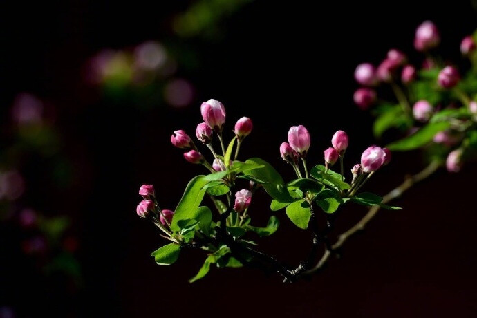 江上绿杨芳草。想见故园春好。一树海棠花，昨夜梦魂飞绕。惊晓。惊晓。窗外一声啼鸟。 ​