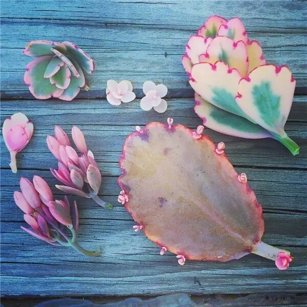 绿植向来能给人带来温暖的治愈效果，多肉植物以它可爱呆萌的姿态，更是成为近年来人们居家装饰的首选。来自澳大利亚的园艺家Roz Borg就凭借着对多肉植物的热爱，成立了一家装置设计工作室，专门培育和设计有关多肉植物的作品，迷你富于变化的造型，特别惹人喜欢。 ​