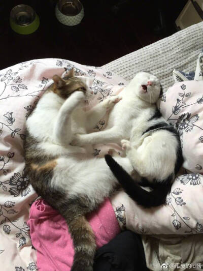 图源微博
萌萌 皮皮
微博id 瓜皮的id酱（水印）