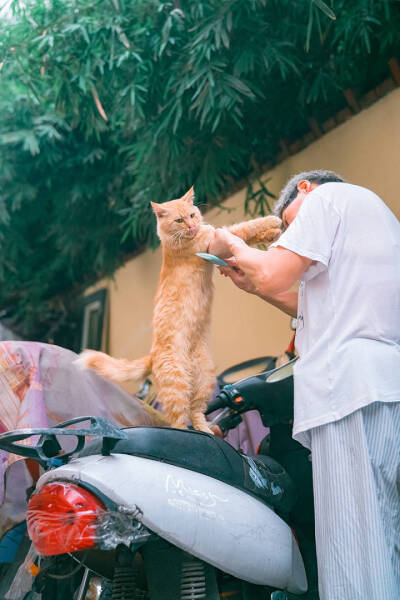 图源微博
大暖橘（街拍的猫咪，博主这么称呼他）
微博id 喵呜不停（有水印，就是不太好找。。）