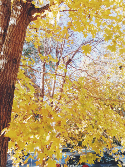 秋已至，霜未降