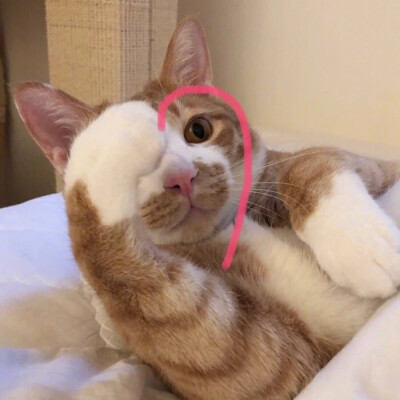 女头?男头?你随意