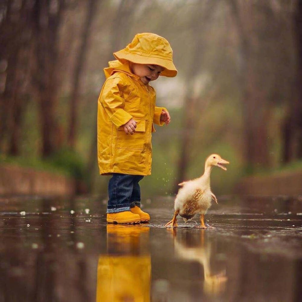 四只小黄鸭你萌好 / JakeOlson ​​​​