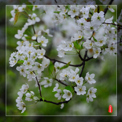 雨打梨花深闭门