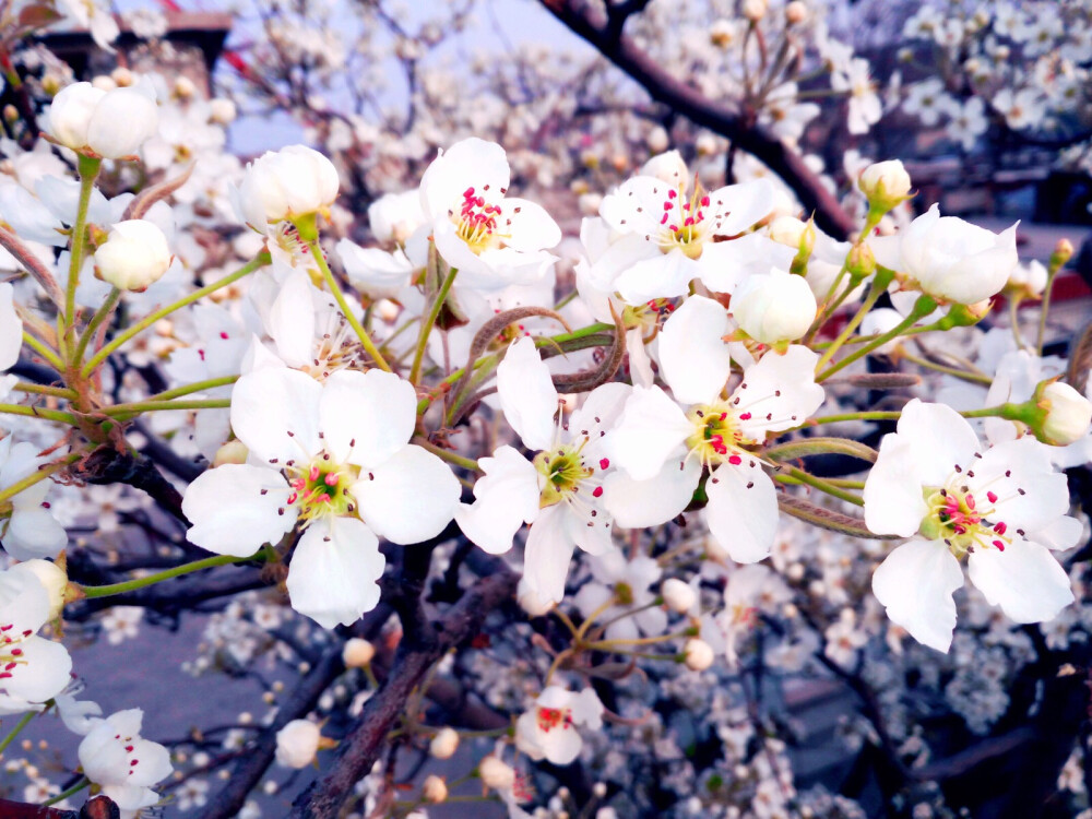 雨打梨花深闭门