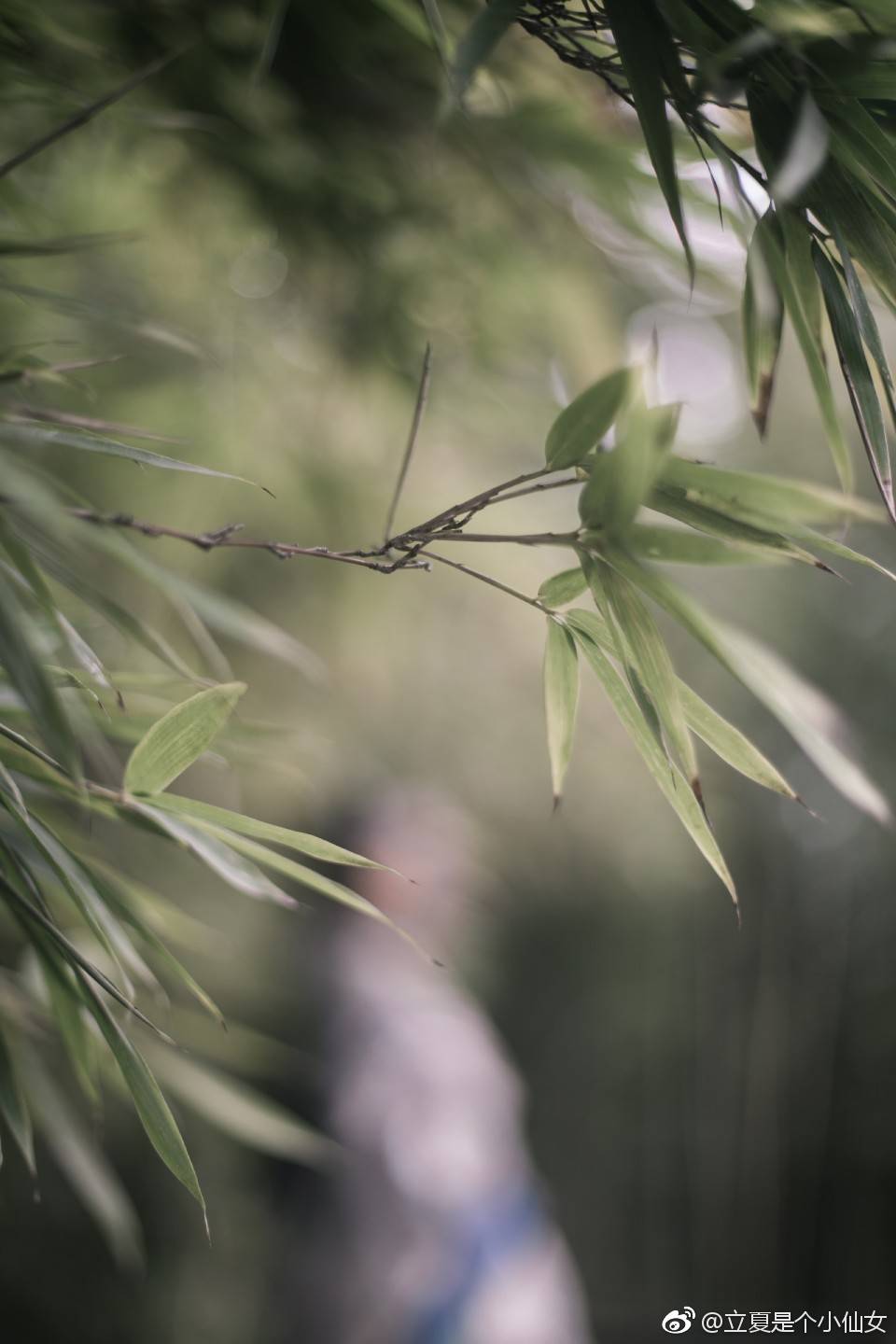 【长生殿】
“云一涡，玉一梭，淡淡衫儿薄薄罗，轻颦双黛螺。”
长雨初霁，竹叶上尚有水珠。林中依稀可见玉衫罗袂，眉间一点，颦笑皆掩在伞下。双眸流转，流淌点点相思。云雾渺茫，独不见谁彷徨。
最道是一年终夏初秋，空留思慕茫茫然消逝而去。
“秋风多，雨相和，帘外芭蕉三两窠，夜长人奈何。”
如何不相思，如何不疾苦
出镜:@立夏是个小仙女
妆造/摄影/后期/排版:@苏叔er
服装:司南阁长生殿@司南阁汉服
文案:@-疏声今天是咸鱼吗-
后勤:三个超级好的小姐姐~
#汉服正片##汉服##汉服写真#