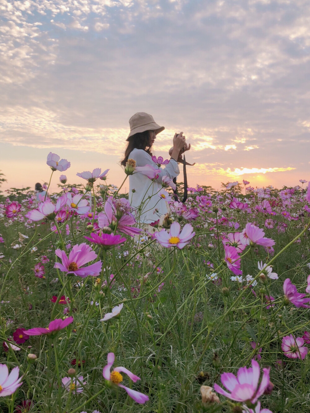 格桑花