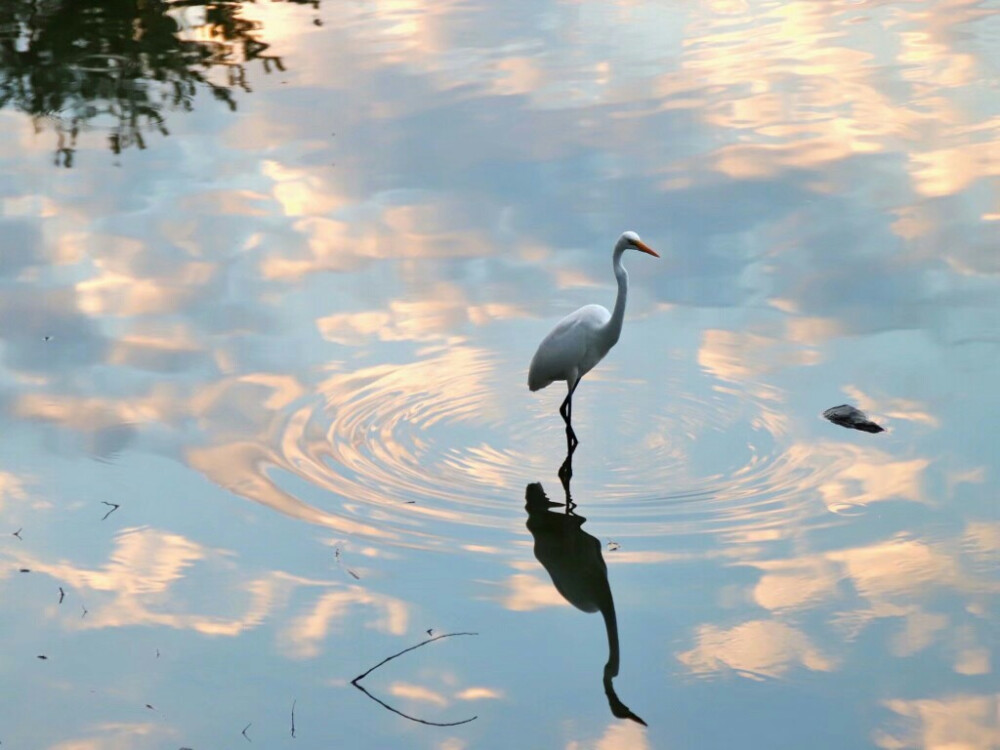 闲云野鹤