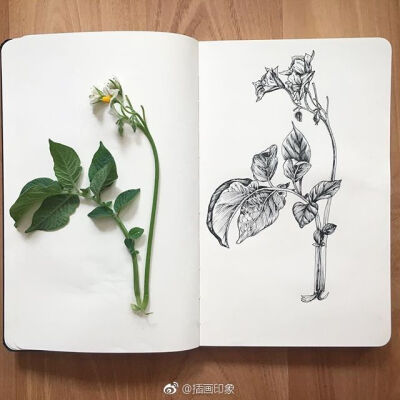 漂亮的植物速写~【插画师：Courtney Roth】 ​