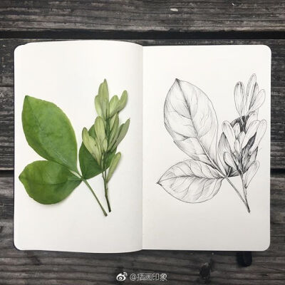 漂亮的植物速写~【插画师：Courtney Roth】 ​