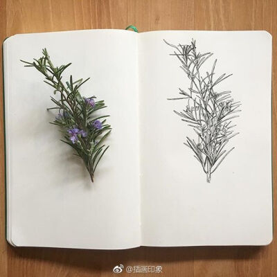 漂亮的植物速写~【插画师：Courtney Roth】 ​