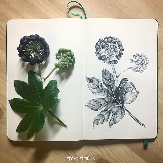 漂亮的植物速写~【插画师：Courtney Roth】 ​